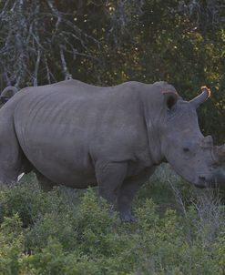 AY3V6287White Rhinoceros,SA