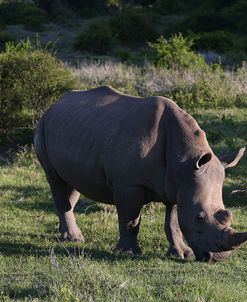 AY3V6292White Rhinoceros,SA