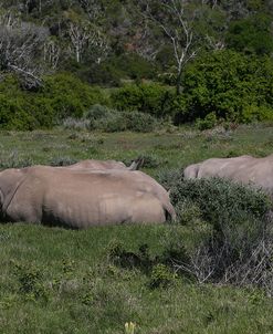 AY3V6790White Rhinoceros,SA