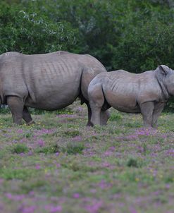 CQ2R7402White Rhinoceros&Calf,SA