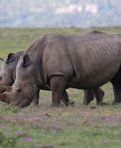 CQ2R7411White Rhinoceros&Calf,SA