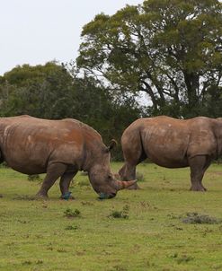 AY3V5563White Rhinoceros,SA