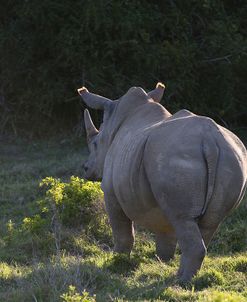 AY3V6268White Rhinoceros,SA