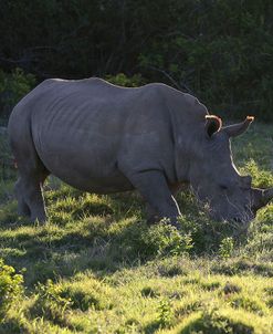AY3V6271White Rhinoceros,SA