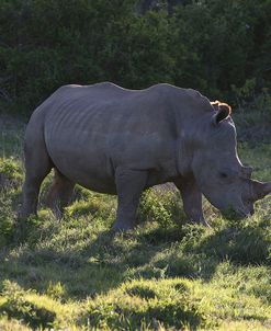 AY3V6275White Rhinoceros,SA