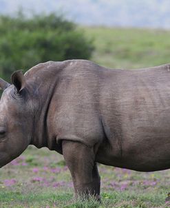 CQ2R7430White Rhinoceros,SA