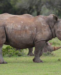 CQ2R7572White Rhinoceros,SA