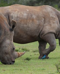 CQ2R7573White Rhinoceros,SA