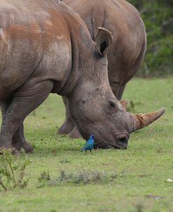 CQ2R7575White Rhinoceros,SA