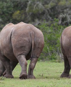 CQ2R7576White Rhinoceros,SA