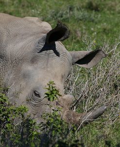 CQ2R8723White Rhinoceros,SA