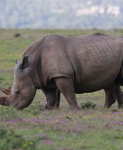 CQ2R7413White Rhinoceros,SA