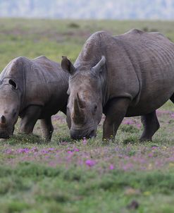 CQ2R7415White Rhinoceros&Calf,SA
