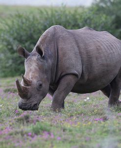 CQ2R7421White Rhinoceros,SA