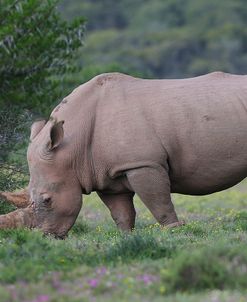 CQ2R7425White Rhinoceros,SA