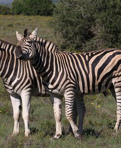 A21C6299Zebra – Burchells,SA