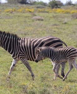 A21C6375Zebra – Burchells&Foal,SA