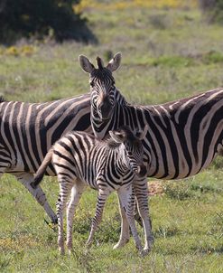 A21C6382Zebra – Burchells&Foal,SA