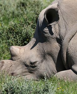 CQ2R8724White Rhinoceros,SA