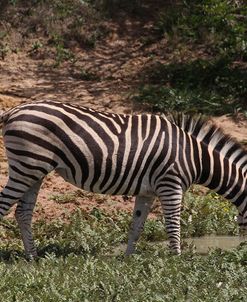 A21C5798Zebra – Burchells,SA