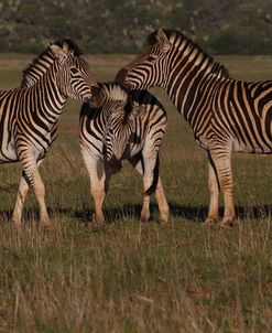 A21C5974Zebra – Burchells,SA