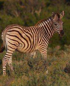 A21C6938Zebra – Burchells,SA