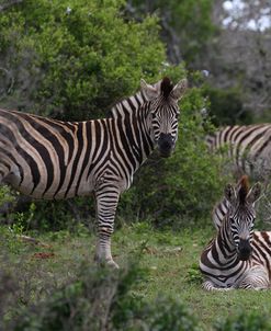 A21C7088Zebra – Burchells,SA