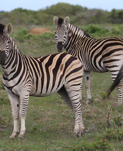 A21C7162Zebra – Burchells,SA