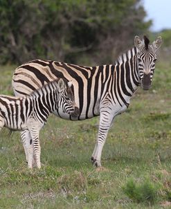 A21C7187Zebra – Burchells&Foal,SA