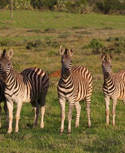 A21C6923Zebra – Burchells,SA