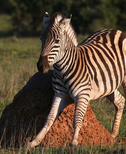 AY3V5462Zebra – Burchells,SA