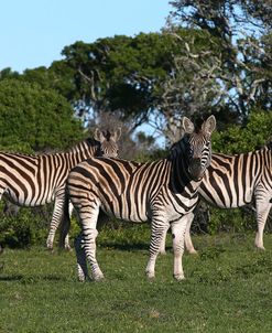 AY3V6475Zebra – Burchells,SA