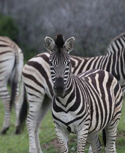 CQ2R7687Zebra – Burchells,SA