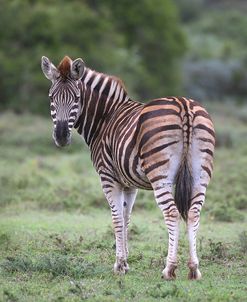 AY3V4990Zebra – Burchells,SA