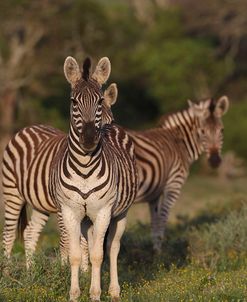 CQ2R8013Zebra – Burchells,SA