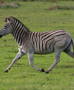 CQ2R8080Zebra – Burchells,SA