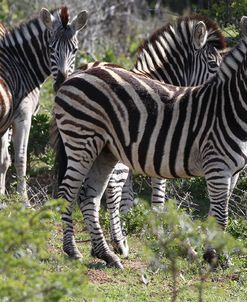 CQ2R8317Zebra – Burchells,SA