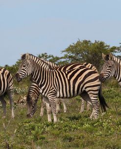 CQ2R8323Zebra – Burchells,SA