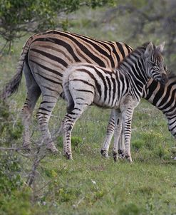 CQ2R8333Zebra – Burchells&Foal,SA