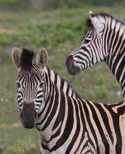 CQ2R8358Zebra – Burchells,SA