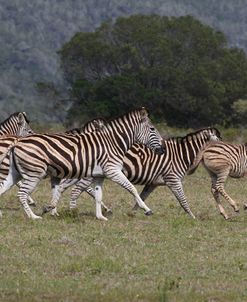 CQ2R7918Zebra – Burchells,SA