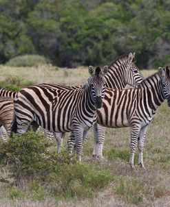 CQ2R7923Zebra – Burchells,SA