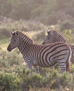 CQ2R8001Zebra – Burchells,SA