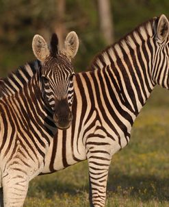 CQ2R8003Zebra – Burchells,SA