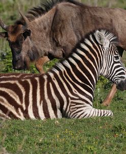 CQ2R8603Zebra – Burchells&Wildebeest,SA