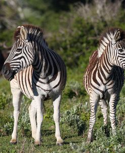 CQ2R8608Zebra – Burchells,SA