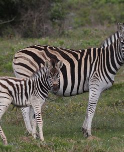 CQ2R8372Zebra – Burchells&Foal,SA