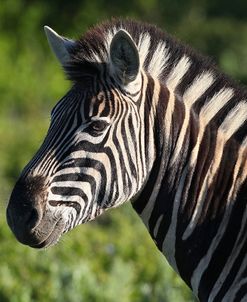 CQ2R8573Zebra – Burchells,SA