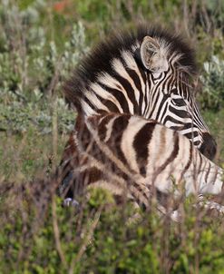 CQ2R8597BurchellsZebra Foal,SA