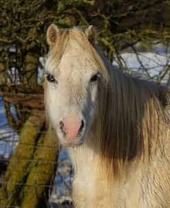 CQ2R7386WelshPonyInTheSnow,ButtsFarm,UK